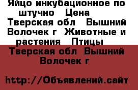 Яйцо инкубационное по штучно › Цена ­ 80 - Тверская обл., Вышний Волочек г. Животные и растения » Птицы   . Тверская обл.,Вышний Волочек г.